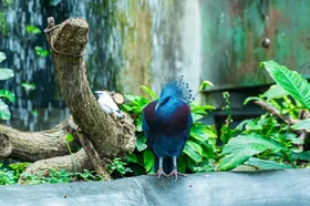 孔雀羽毛鸟类生物世界