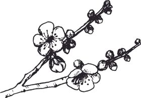 素描鲜花