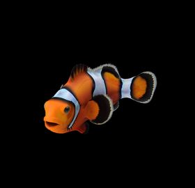 海洋生物