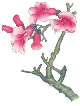 玉兰花朵水墨画工笔画月季
