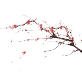 梅花素材