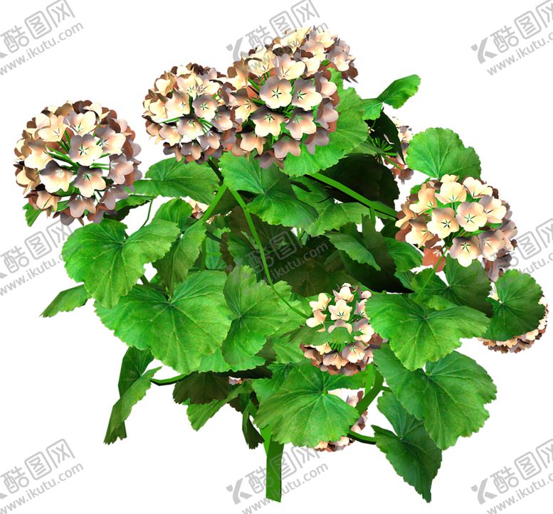 编号：64238510011510285751【酷图网】源文件下载-鲜花素材