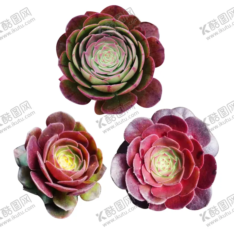编号：34042101281807394567【酷图网】源文件下载-多肉植物法师