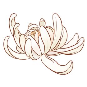 菊花素材