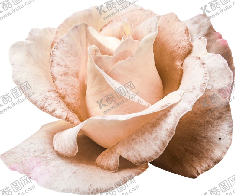 编号：75997109110204424707【酷图网】源文件下载-欧式复古花朵装饰