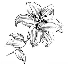 百合花
