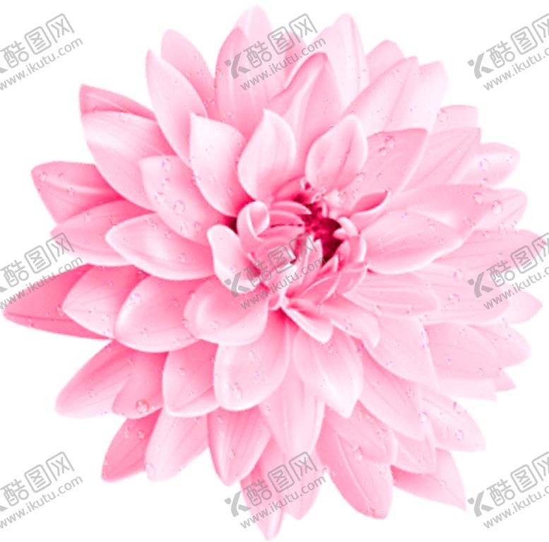 编号：12669007092005556159【酷图网】源文件下载-大丽花粉色鲜花