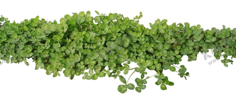 编号：73826009091615246617【酷图网】源文件下载-攀爬灌木