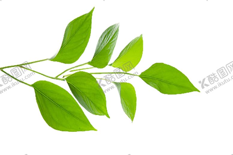 编号：90050607011154283744【酷图网】源文件下载-绿色植物