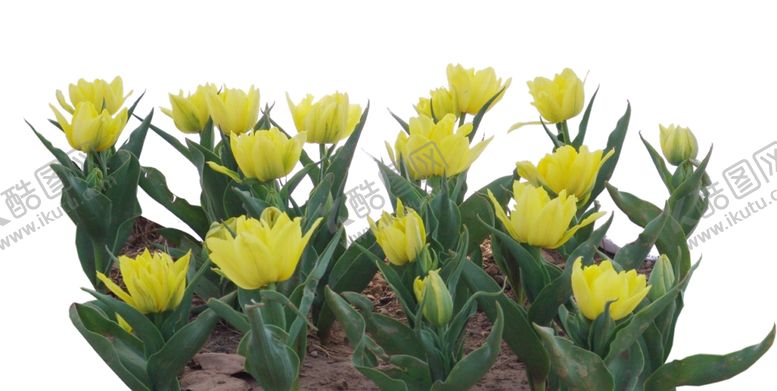 编号：51194510021149102282【酷图网】源文件下载-黄色花