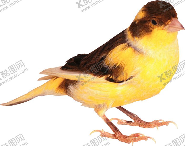 编号：81800809281930195563【酷图网】源文件下载-png鸟图片