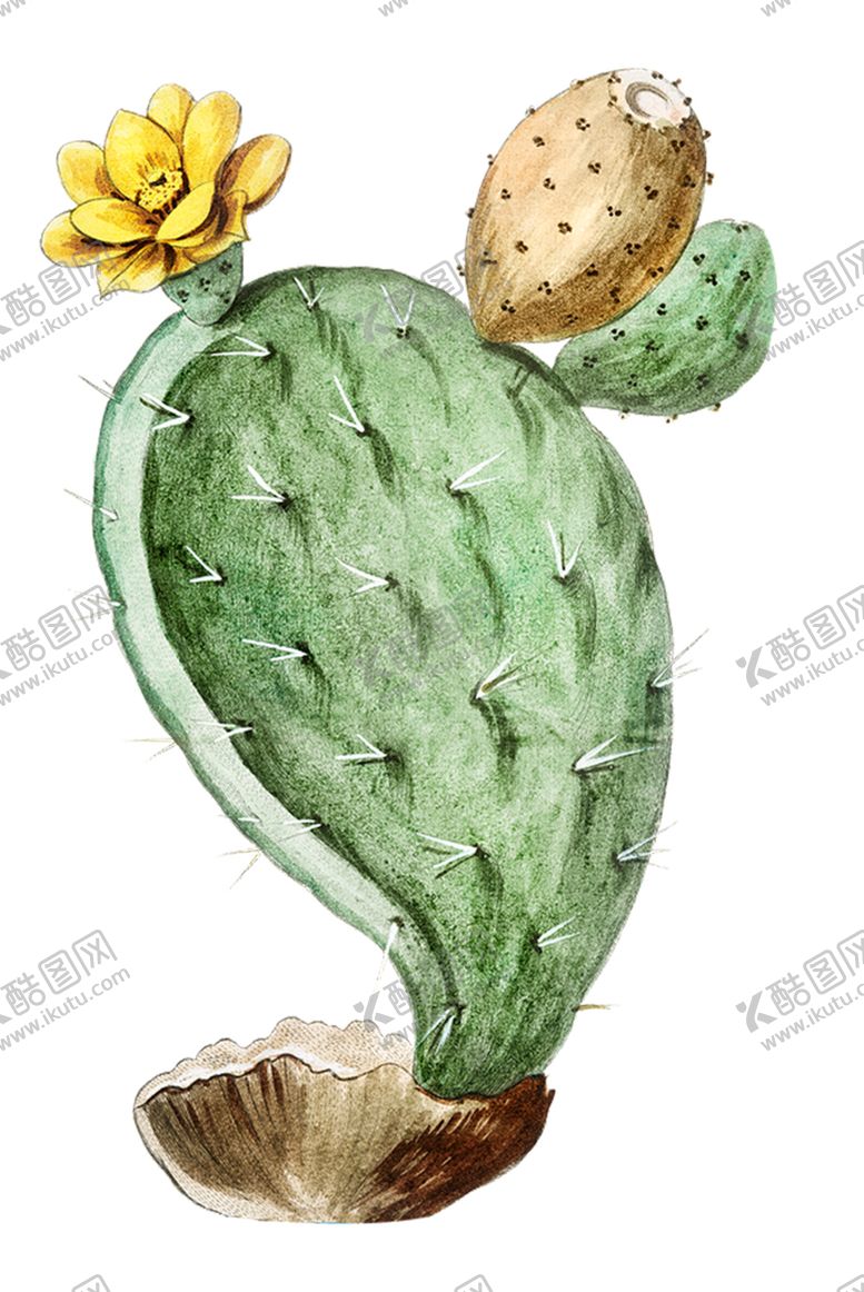 编号：40168610241542541758【酷图网】源文件下载-仙人掌PNG免抠素材