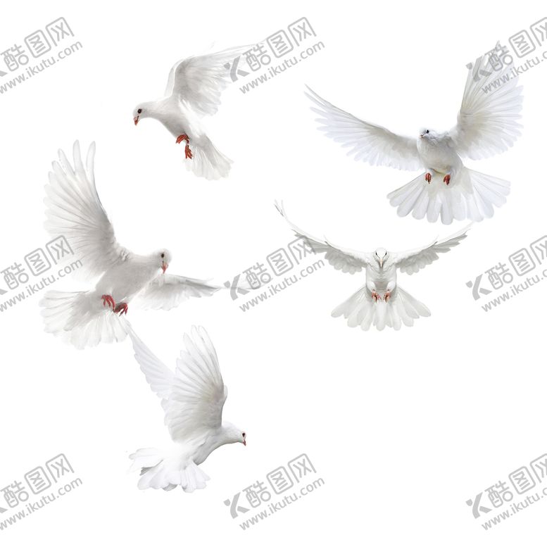 编号：95845410172355506989【酷图网】源文件下载-鸽子