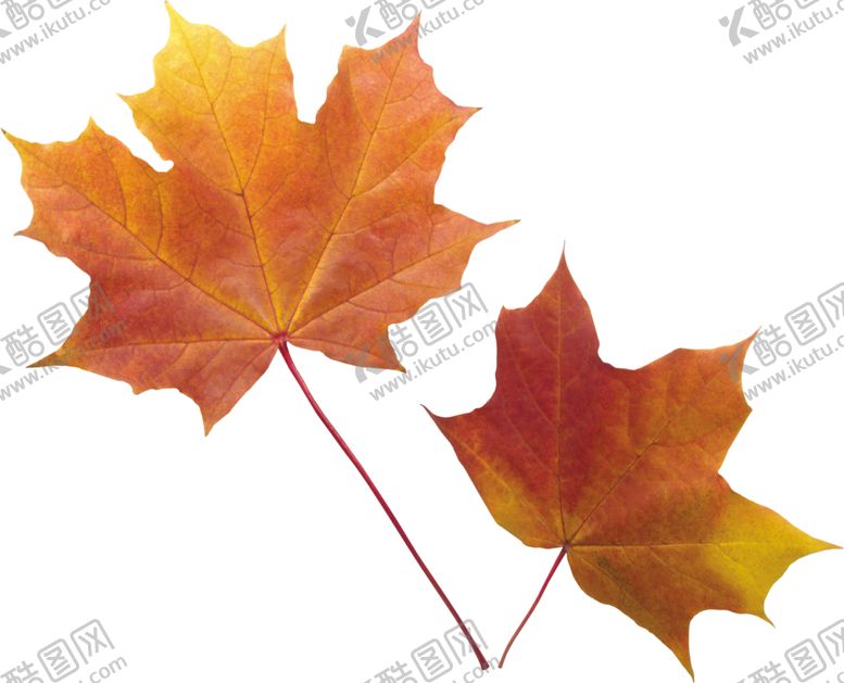 编号：55806310132132376038【酷图网】源文件下载-枫叶落叶
