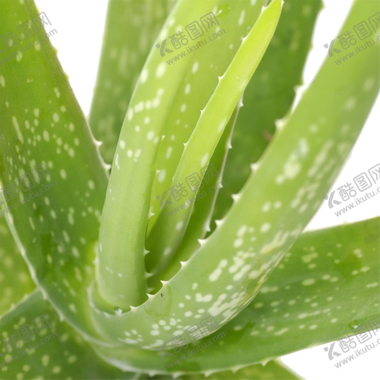 编号：93730610042347543656【酷图网】源文件下载-绿色植物