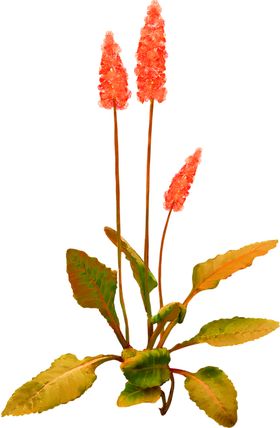 鲜花素材