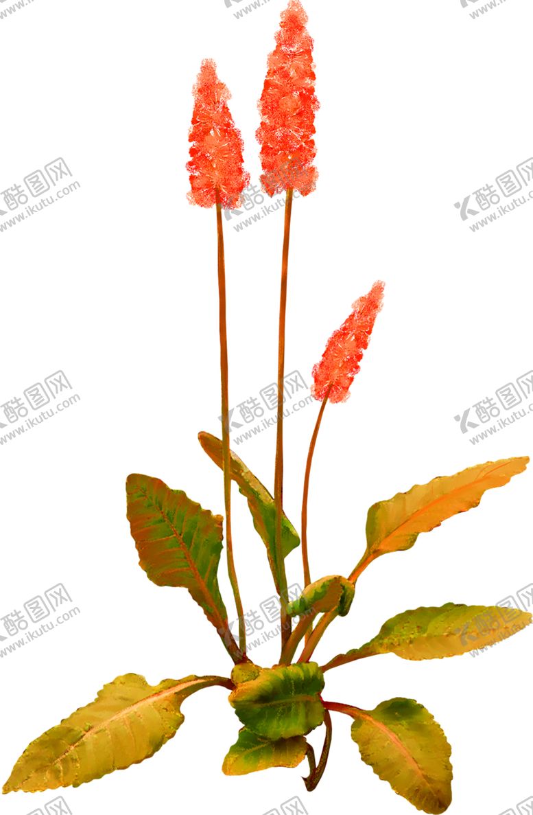 编号：35718306262024382204【酷图网】源文件下载-鲜花素材