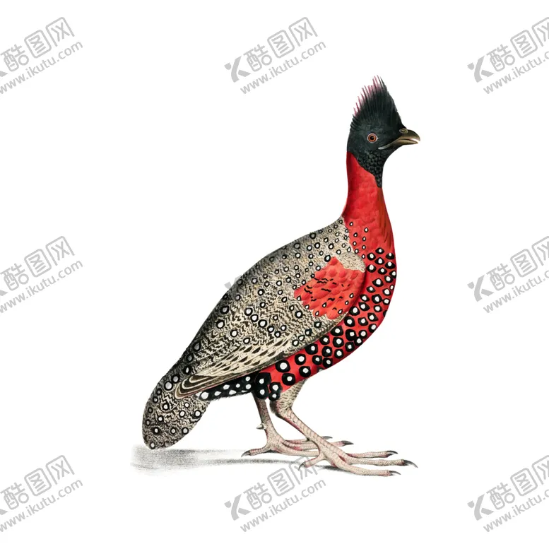 编号：55323004171243251910【酷图网】源文件下载-野生动物插图