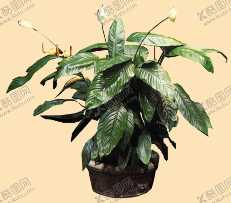 编号：64205109300807595969【酷图网】源文件下载-盆景