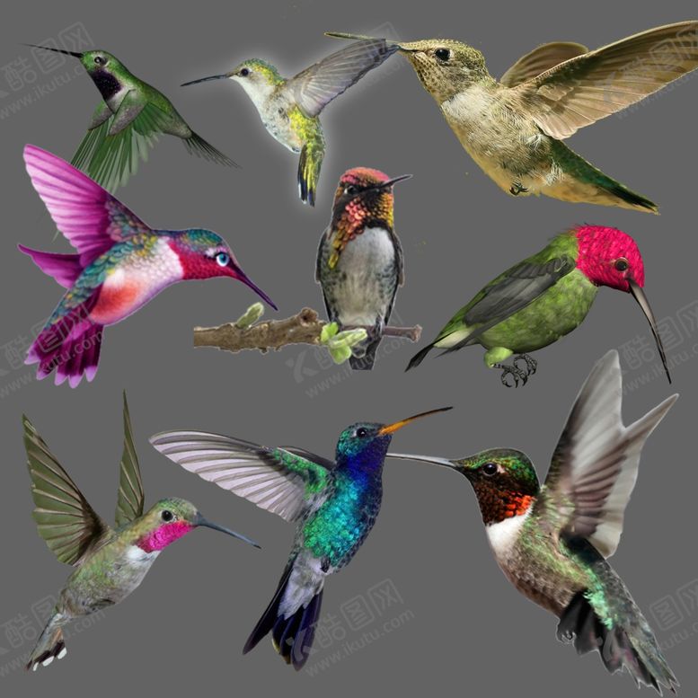 编号：42995110010101015906【酷图网】源文件下载-蜂鸟png免扣图片