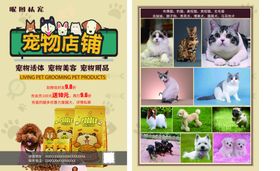 宠物单页A4