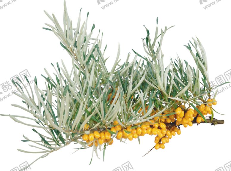 编号：57577606191139036046【酷图网】源文件下载-沙棘