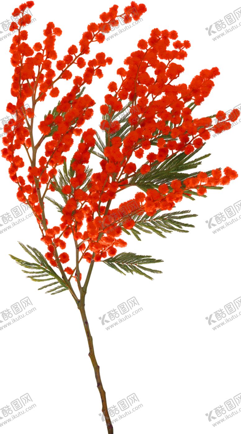 编号：13438805060400164158【酷图网】源文件下载-鲜花素材