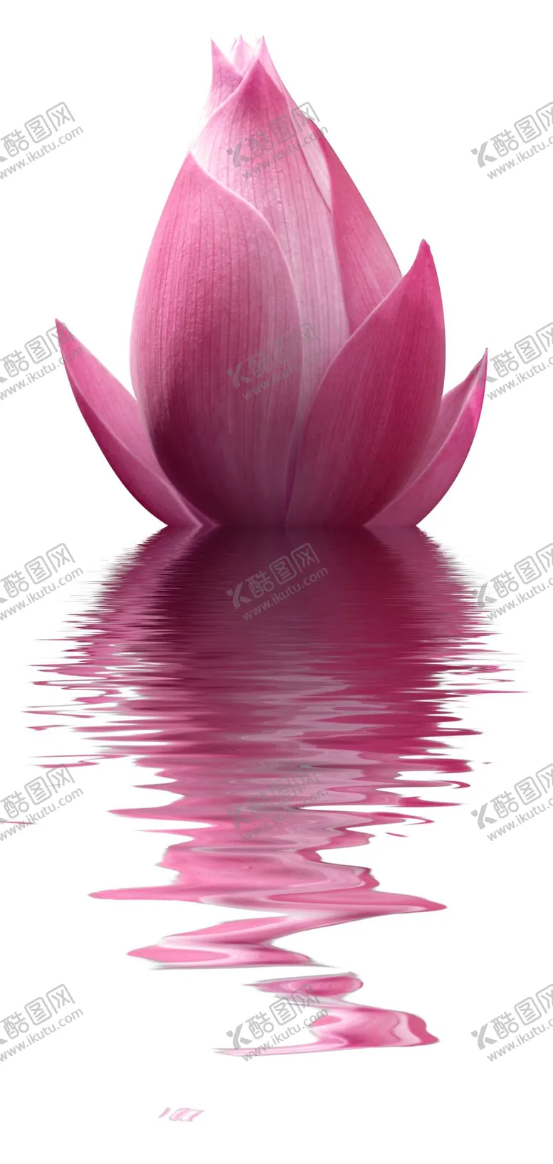 编号：64407310201203049122【酷图网】源文件下载-荷花素材