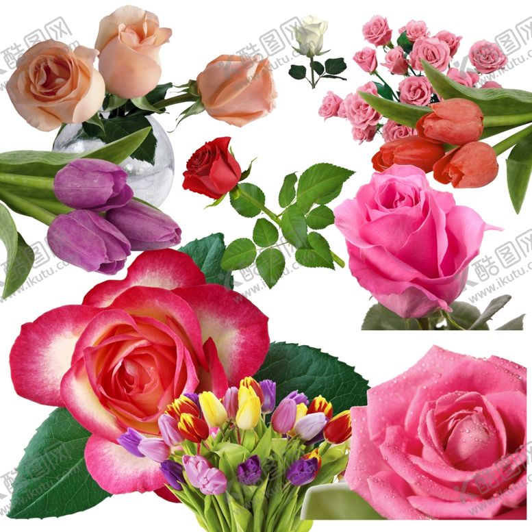 编号：76286909091835128442【酷图网】源文件下载-郁金香