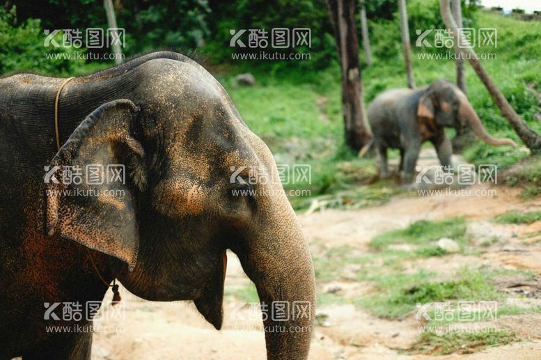 编号：51501712250629383976【酷图网】源文件下载-大象