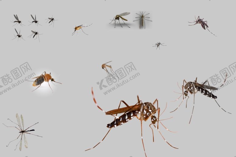 编号：78336109282118131793【酷图网】源文件下载-蚊子