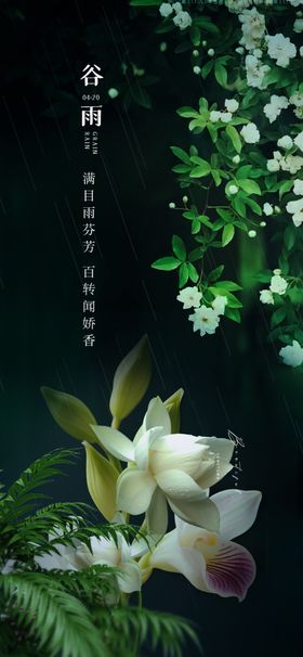 优雅绽放的清新白色兰花