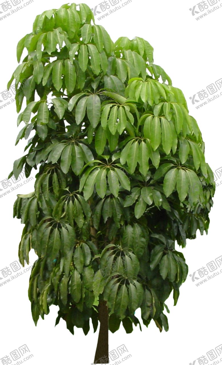 编号：28308711010917187165【酷图网】源文件下载-树单株