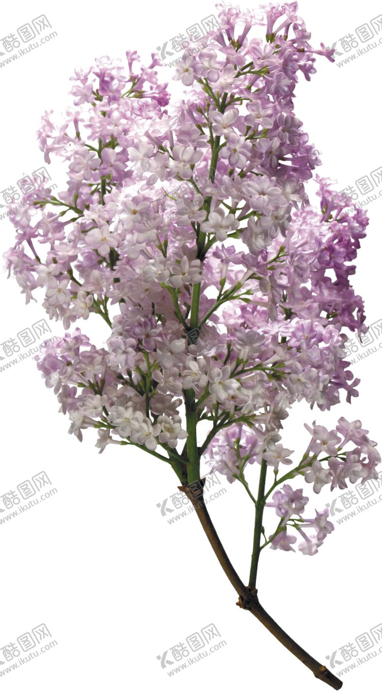 编号：20042809292341332376【酷图网】源文件下载-丁香花