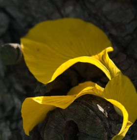 影楼模板
