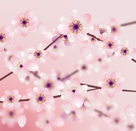 樱花