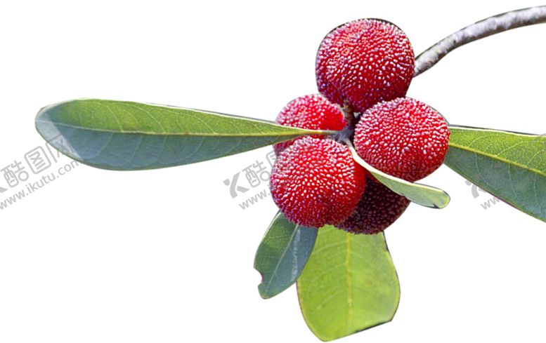 编号：93413510080849358810【酷图网】源文件下载-水果