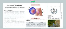 孕妈妈及胎宝宝变化第一个月