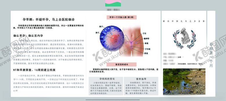 编号：49857306261203407773【酷图网】源文件下载-孕妈妈及胎宝宝变化第一个月