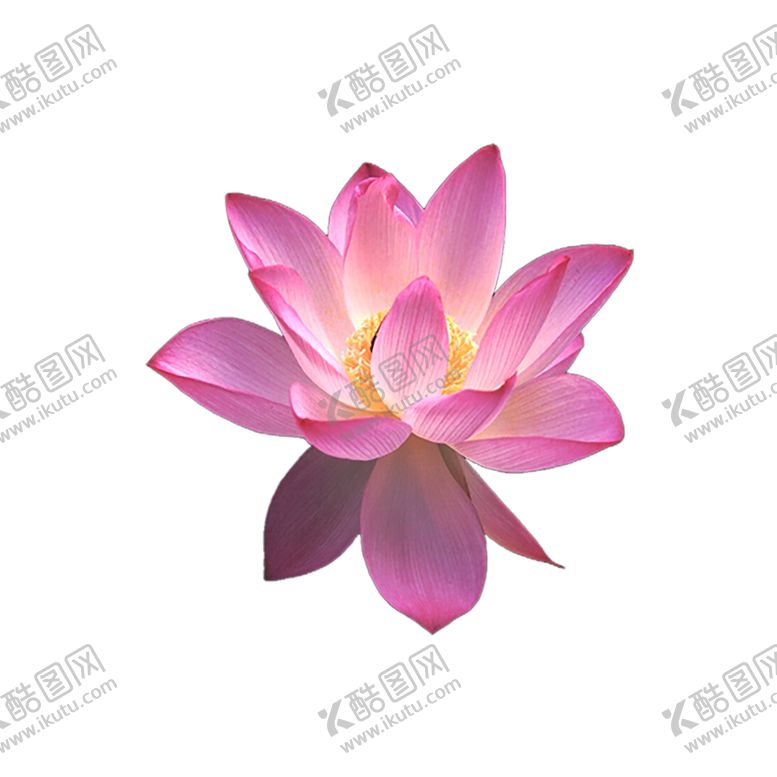 编号：84204910041143011902【酷图网】源文件下载-鲜花