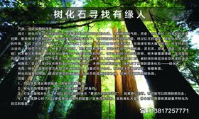 树石化介绍