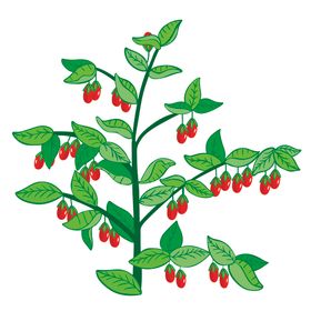 枸杞手绘