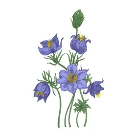 手绘花卉束设计朵插画
