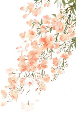 黄花