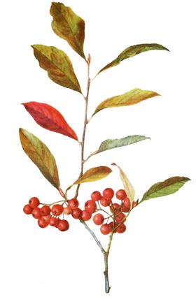 复古花朵植物图案