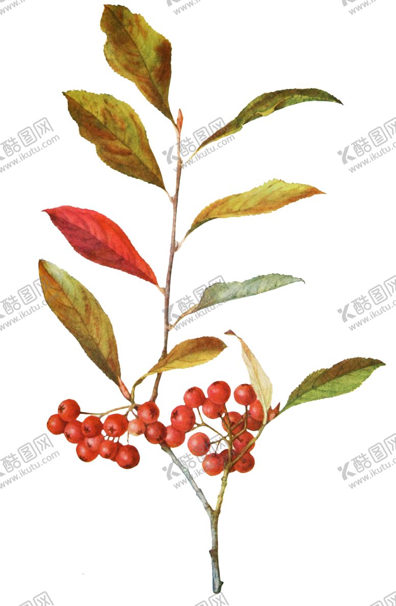 编号：94330009280024272031【酷图网】源文件下载-复古花朵植物图案