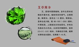 艾草简介