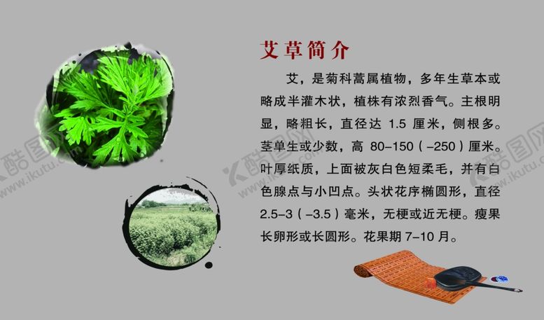 编号：20241810170609212489【酷图网】源文件下载-艾草简介