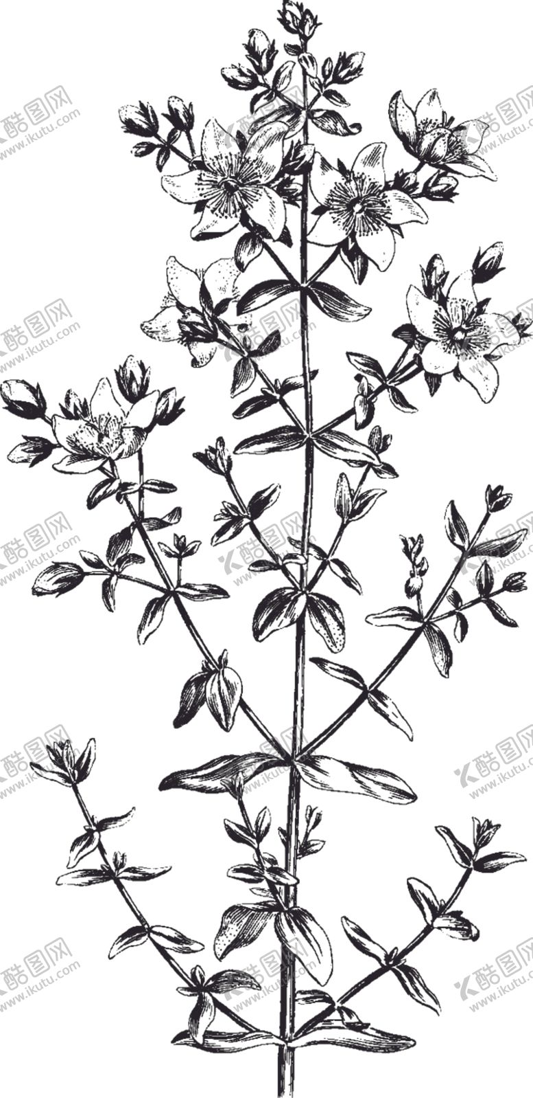 编号：50879509160223447011【酷图网】源文件下载-Ai矢量中草药素材