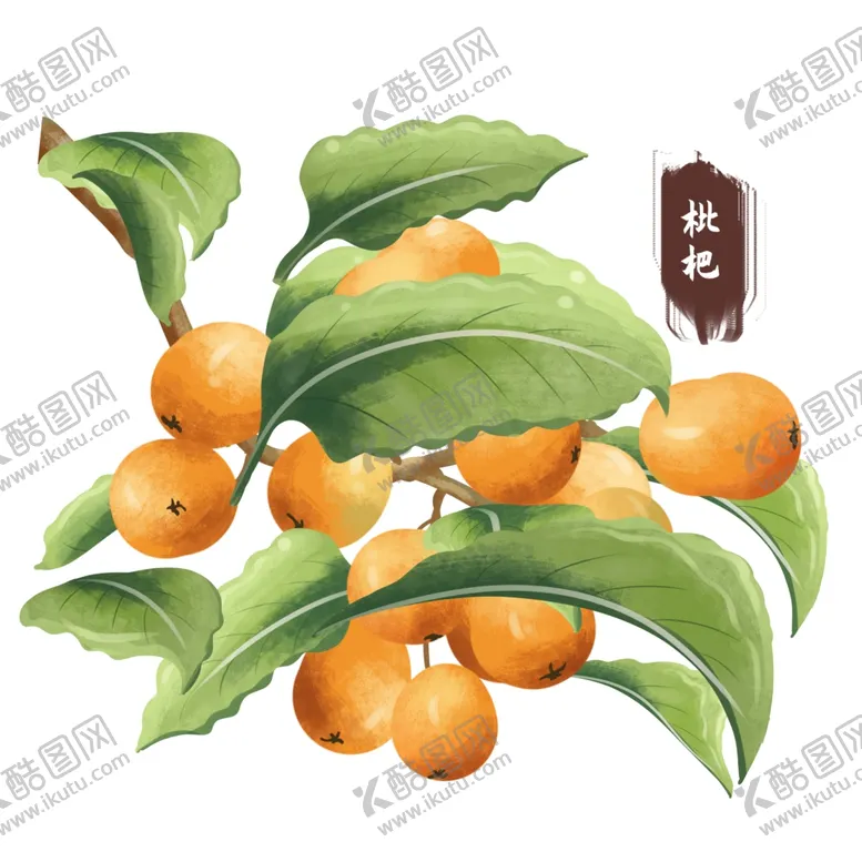 编号：30075911261040563414【酷图网】源文件下载-枇杷插画